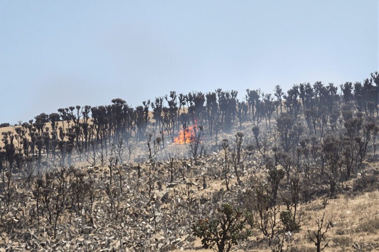 Zona boscosa arrasada por un incendio forestal en la Sierra Calderona, Castellón.