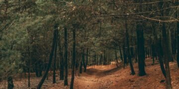 Paisaje de bosque quemado tras el incendio forestal de Niebla en Huelva.