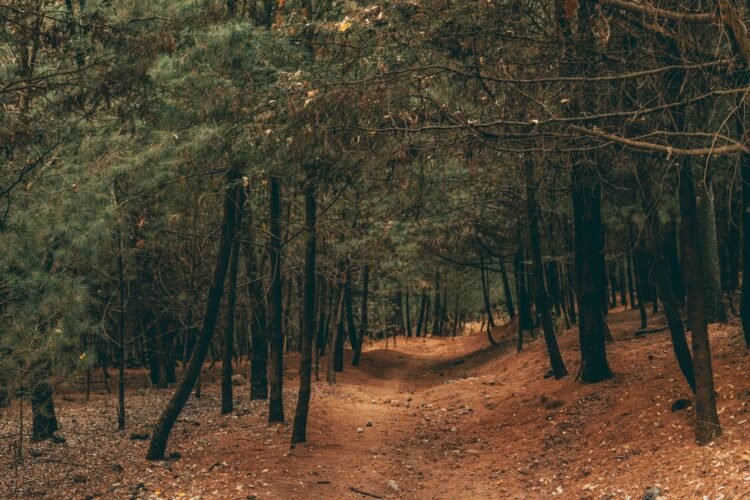 Paisaje de bosque quemado tras el incendio forestal de Niebla en Huelva.