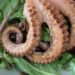 Pulpo mediterráneo en fondo rocoso marino, especie que invadió aguas británicas por cambio climático.