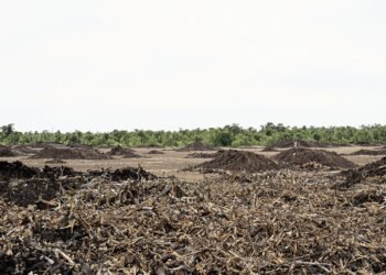 Zona deforestada en área protegida de Bolivia con bosque nativo talado.