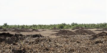 Zona deforestada en área protegida de Bolivia con bosque nativo talado.