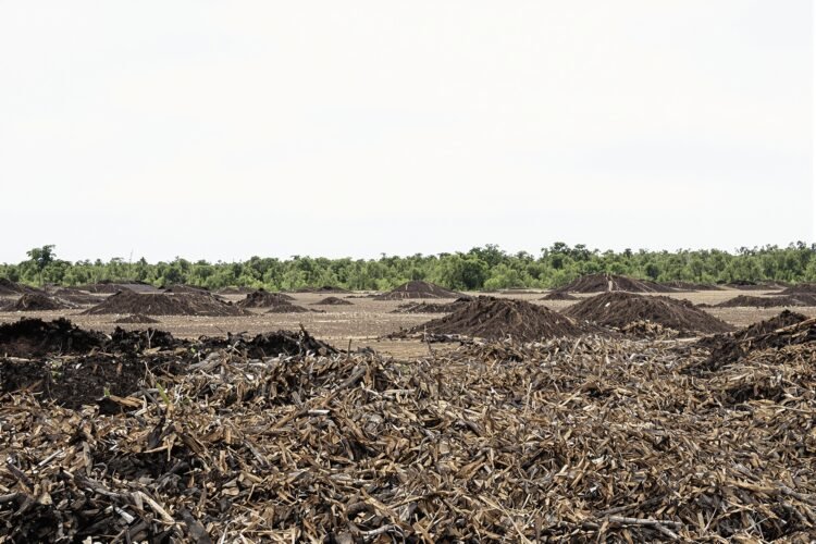 Zona deforestada en área protegida de Bolivia con bosque nativo talado.