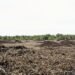 Zona deforestada en área protegida de Bolivia con bosque nativo talado.