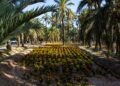 Jardín botánico con palmas chilenas en ladera de cerro, vegetación nativa en proceso de recuperación tras incendio forestal.