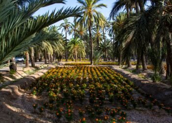 Jardín botánico con palmas chilenas en ladera de cerro, vegetación nativa en proceso de recuperación tras incendio forestal.