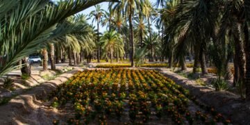 Jardín botánico con palmas chilenas en ladera de cerro, vegetación nativa en proceso de recuperación tras incendio forestal.