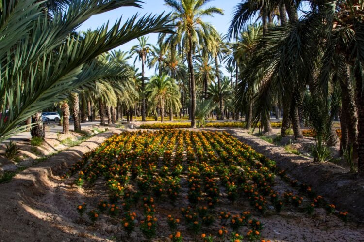 Jardín botánico con palmas chilenas en ladera de cerro, vegetación nativa en proceso de recuperación tras incendio forestal.