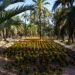 Jardín botánico con palmas chilenas en ladera de cerro, vegetación nativa en proceso de recuperación tras incendio forestal.
