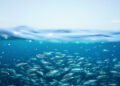 Larvas de atún rojo en aguas del Mediterráneo, vulnerables al aumento de temperatura.