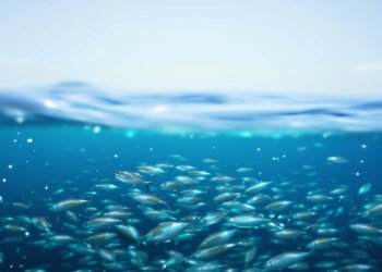 Larvas de atún rojo en aguas del Mediterráneo, vulnerables al aumento de temperatura.