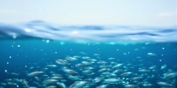 Larvas de atún rojo en aguas del Mediterráneo, vulnerables al aumento de temperatura.