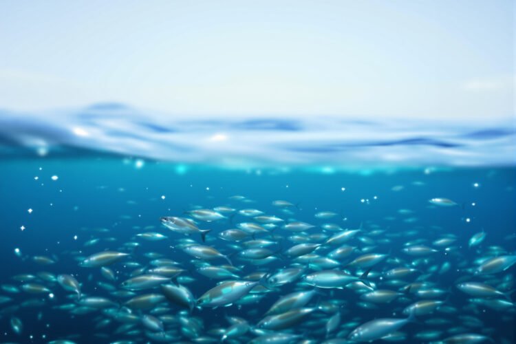 Larvas de atún rojo en aguas del Mediterráneo, vulnerables al aumento de temperatura.