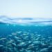 Larvas de atún rojo en aguas del Mediterráneo, vulnerables al aumento de temperatura.