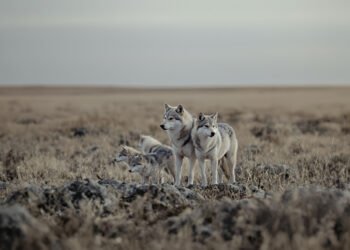 Manada de lobos en su hábitat natural, mostrando el comportamiento cooperativo de crianza colectiva.