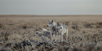 Manada de lobos en su hábitat natural, mostrando el comportamiento cooperativo de crianza colectiva.