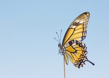 Mariposa de alas abiertas posada sobre flor silvestre, símbolo de las especies en desplazamiento por el cambio climático.