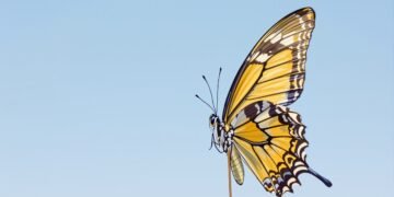 Mariposa de alas abiertas posada sobre flor silvestre, símbolo de las especies en desplazamiento por el cambio climático.