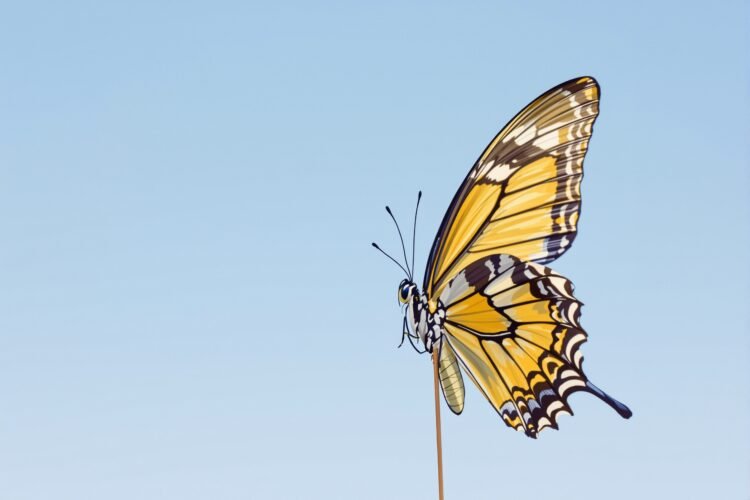 Mariposa de alas abiertas posada sobre flor silvestre, símbolo de las especies en desplazamiento por el cambio climático.