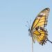 Mariposa de alas abiertas posada sobre flor silvestre, símbolo de las especies en desplazamiento por el cambio climático.