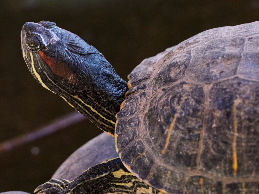 Galápagos americanos en estanque de centro de rescate en España.
