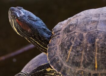 Galápagos americanos en estanque de centro de rescate en España.