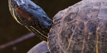 Galápagos americanos en estanque de centro de rescate en España.