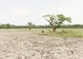 Bosque tropical de Belice con áreas deforestadas para agricultura intensiva.