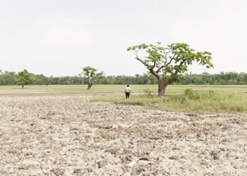 Bosque tropical de Belice con áreas deforestadas para agricultura intensiva.