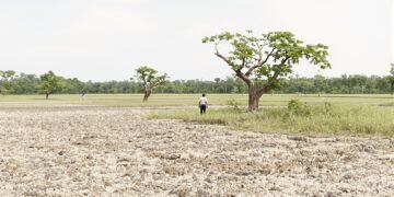Bosque tropical de Belice con áreas deforestadas para agricultura intensiva.