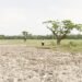 Bosque tropical de Belice con áreas deforestadas para agricultura intensiva.