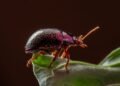 Escarabajo en la selva amazónica, especie indicadora de contaminación por mercurio en ecosistemas terrestres
