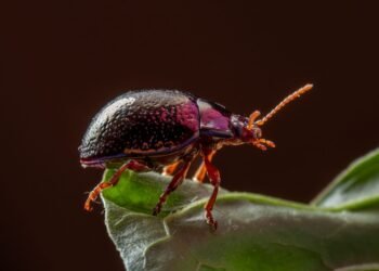Escarabajo en la selva amazónica, especie indicadora de contaminación por mercurio en ecosistemas terrestres