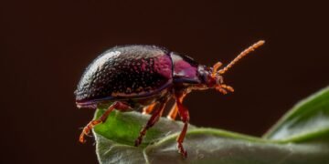 Escarabajo en la selva amazónica, especie indicadora de contaminación por mercurio en ecosistemas terrestres