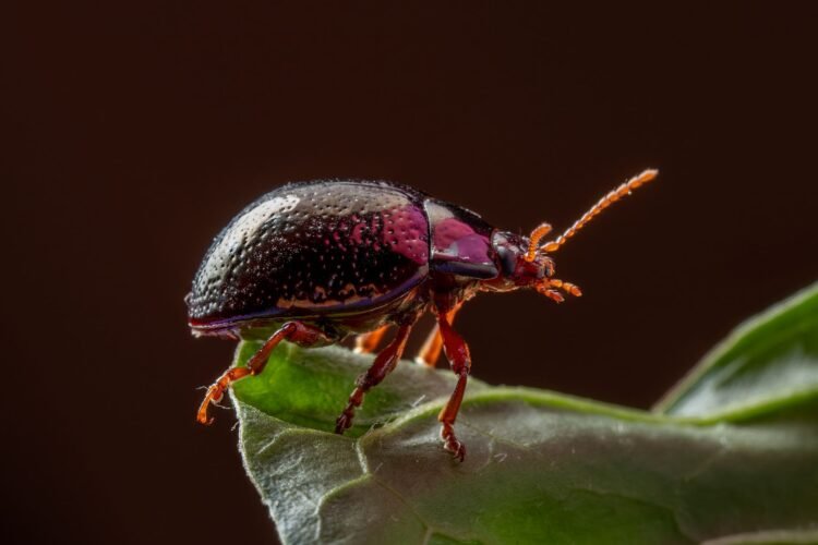 Escarabajo en la selva amazónica, especie indicadora de contaminación por mercurio en ecosistemas terrestres