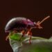 Escarabajo en la selva amazónica, especie indicadora de contaminación por mercurio en ecosistemas terrestres