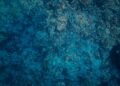 Corales de aguas profundas en el fondo del océano Pacífico, ecosistema similar al de los montes submarinos de Juan Fernández.