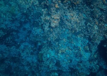 Corales de aguas profundas en el fondo del océano Pacífico, ecosistema similar al de los montes submarinos de Juan Fernández.