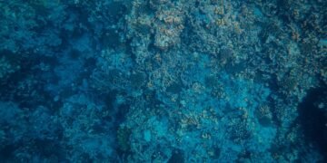Corales de aguas profundas en el fondo del océano Pacífico, ecosistema similar al de los montes submarinos de Juan Fernández.