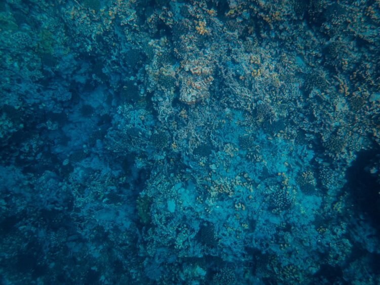 Corales de aguas profundas en el fondo del océano Pacífico, ecosistema similar al de los montes submarinos de Juan Fernández.