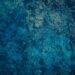 Corales de aguas profundas en el fondo del océano Pacífico, ecosistema similar al de los montes submarinos de Juan Fernández.