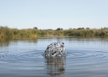 Cría de castor junto a un río rodeado de vegetación en Inglaterra, ilustrando el retorno de la especie a Norfolk.