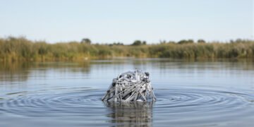 Cría de castor junto a un río rodeado de vegetación en Inglaterra, ilustrando el retorno de la especie a Norfolk.