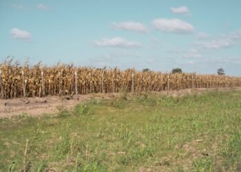 Campo de cultivos secos afectados por ola de calor extremo en el norte de España.