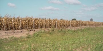 Campo de cultivos secos afectados por ola de calor extremo en el norte de España.