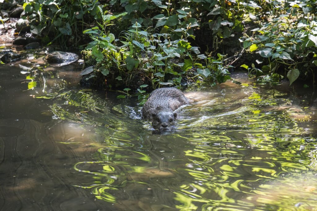 Nutria de río norteamericana en su hábitat natural junto a un curso de agua dulce.