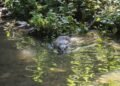 Nutria de río norteamericana en su hábitat natural junto a un curso de agua dulce.