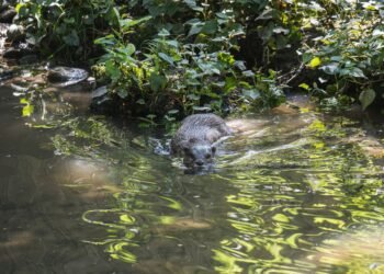 Nutria de río norteamericana en su hábitat natural junto a un curso de agua dulce.