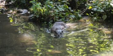 Nutria de río norteamericana en su hábitat natural junto a un curso de agua dulce.