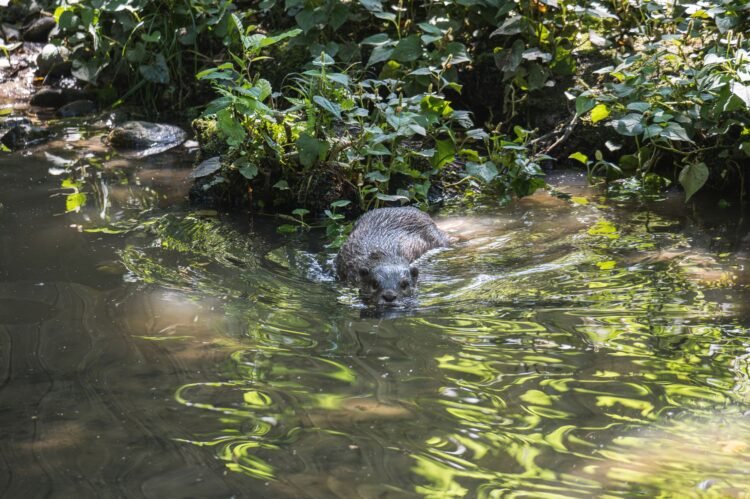 Nutria de río norteamericana en su hábitat natural junto a un curso de agua dulce.